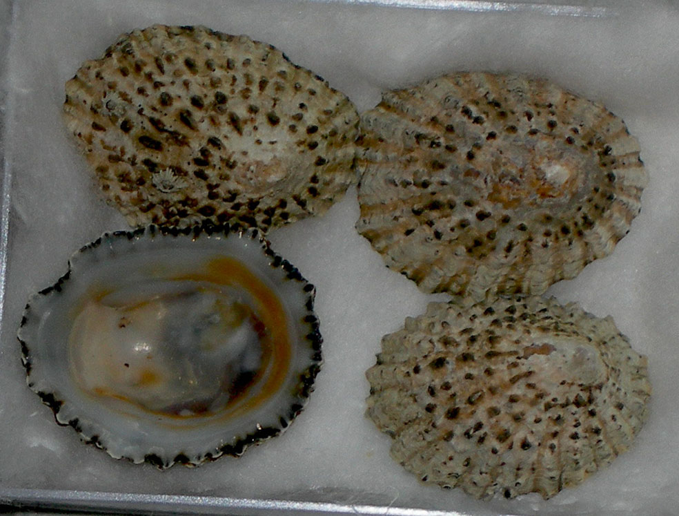 Patella piperata